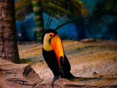 -海合安武汉极地海洋公园