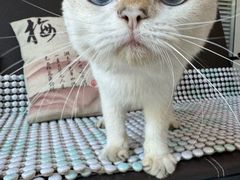 -福懋动物医院·犬猫全科·外科·重症科(杏林分院)