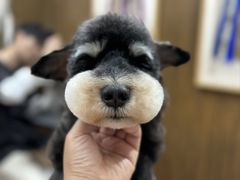 -鑫艺宠物美容培训学校