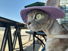 -星巴克(成都科学城店)