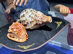 -贝壳王国博物馆