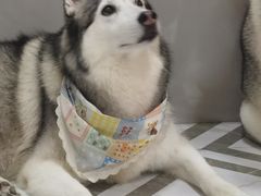 -星多哈·狗咖·拼豆·咖啡