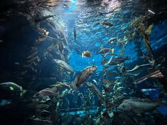 -瑞普利水族馆
