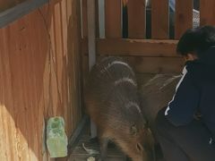 -廊坊固安福朋喜来登酒店