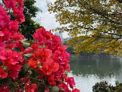 -荔湾湖公园