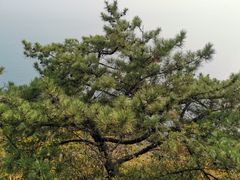 -燕窝岭