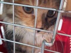 -佳怡动物医院·平价24小时·猫专科骨外科