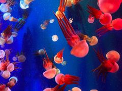 -成都浩海立方海洋公园