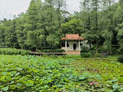 -深圳仙湖植物园