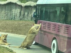 -北京野生动物园
