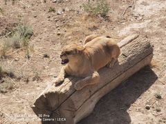 -新疆天山野生动物园