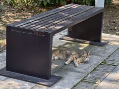 -金鸡湖桃花岛