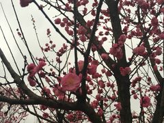 -秀丽东方