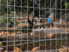 -满記土窑烧鷄波浪山莊