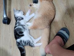 -东方名猫馆·英短金渐层布偶猫舍(环线广场1号楼店)