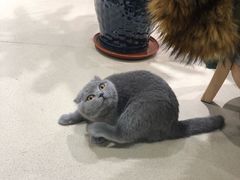 -藏猫猫咖啡主题馆(中央大道店)