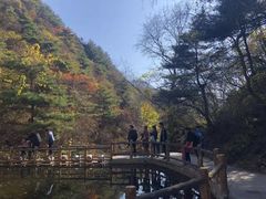 -王顺山国家森林公园