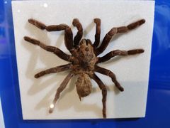 -上海昆虫博物馆