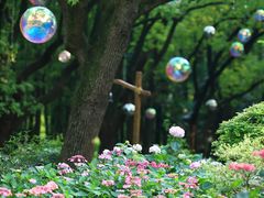 -上海共青森林公园