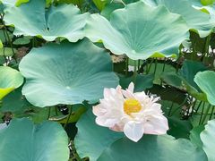 -大湾区中央湿地公园