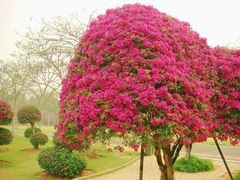 -中国科学院西双版纳热带植物园