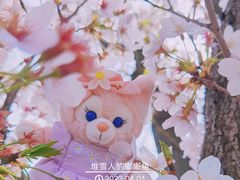 -顾村公园