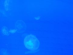 -福州罗源湾海洋世界旅游区