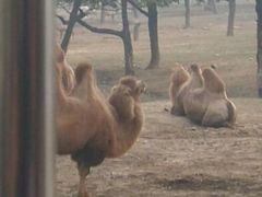 android_upload_pic-西安秦岭野生动物园