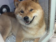 -FAELING PETS美天灵宠物(富力广场店)