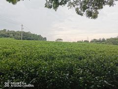 -美的鹭湖森林度假区