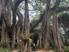-独树成林