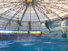 -尼莫海豚馆