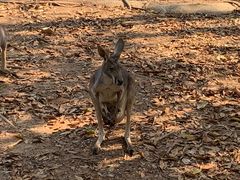 -清迈夜间动物园