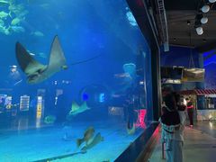 -烟台海昌鲸鲨海洋公园