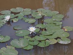 -武清南湖绿博园