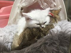-糯米喵星人总部直营旗舰店·猫舍·幼猫出售