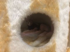 -藏猫猫咖啡主题馆(中央大道店)