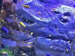 -芜湖新华联大白鲸海洋公园