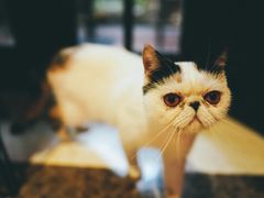 -猫色咖啡·猫咖