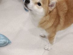 -共舞时光猫咖·狗咖(新街口店)