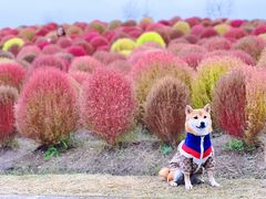 -花开海上生态园