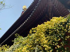 -苏州文庙(姑苏区)