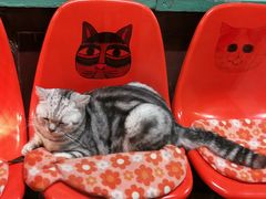 -猫咪博物馆(顶澳仔猫街店)