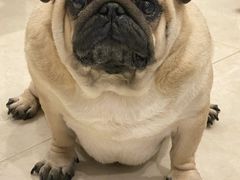 -翊宠yipet猫狗购宠庄园犬舍•猫舍