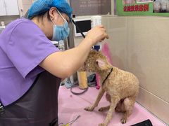 -北京观赏动物医院·24小时大型综合·猫专科·异宠专科