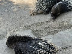 -昆明动物园