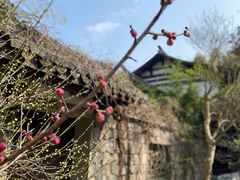 -杭州植物园