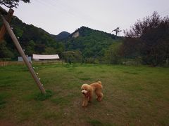 -趣多多宠物公园·宠物训犬学校·宠物寄养