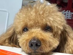 -安安宠物医院(情缘分院)