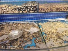 水产区-乔哥铭洋海鲜自助(皇城恒隆广场店)